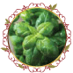 حبق (ريحان) Basil Powder