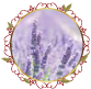 زهرة اللافندر Lavender Flower