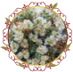 زهرة الماسة Diamond Flower