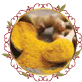 كركم (ورس) مطحون Turmeric Powder